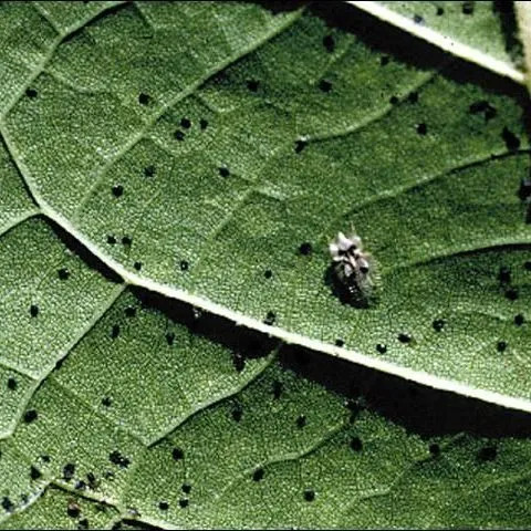 thumbnail for publication: Sycamore Lace Bug, Corythucha ciliata (Say) (Insecta: Hemiptera: Tingidae)